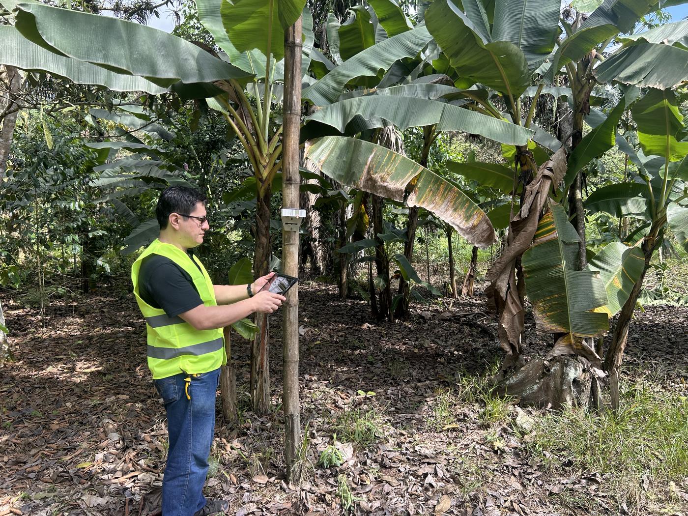 The gateway enclosure mounted on a post at the edge of a banana plot, being commissioned from a tablet.